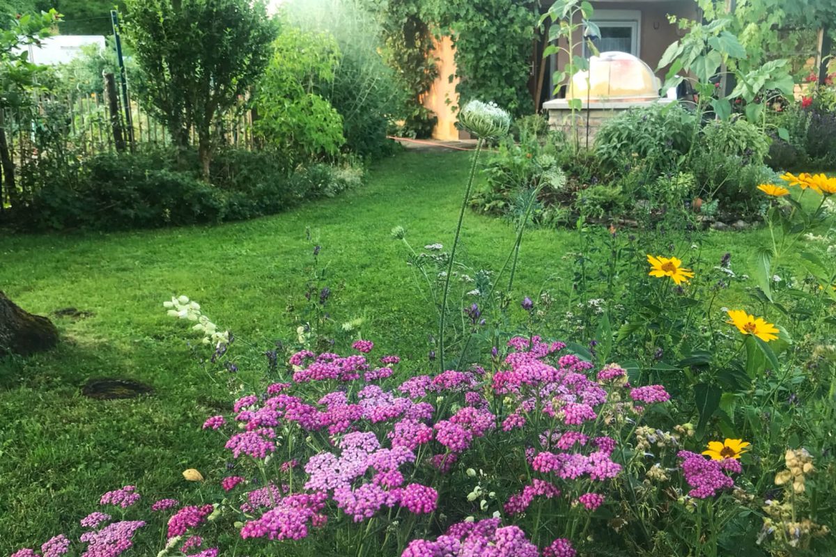 Gartenaufnahme_mit_fetter_henne