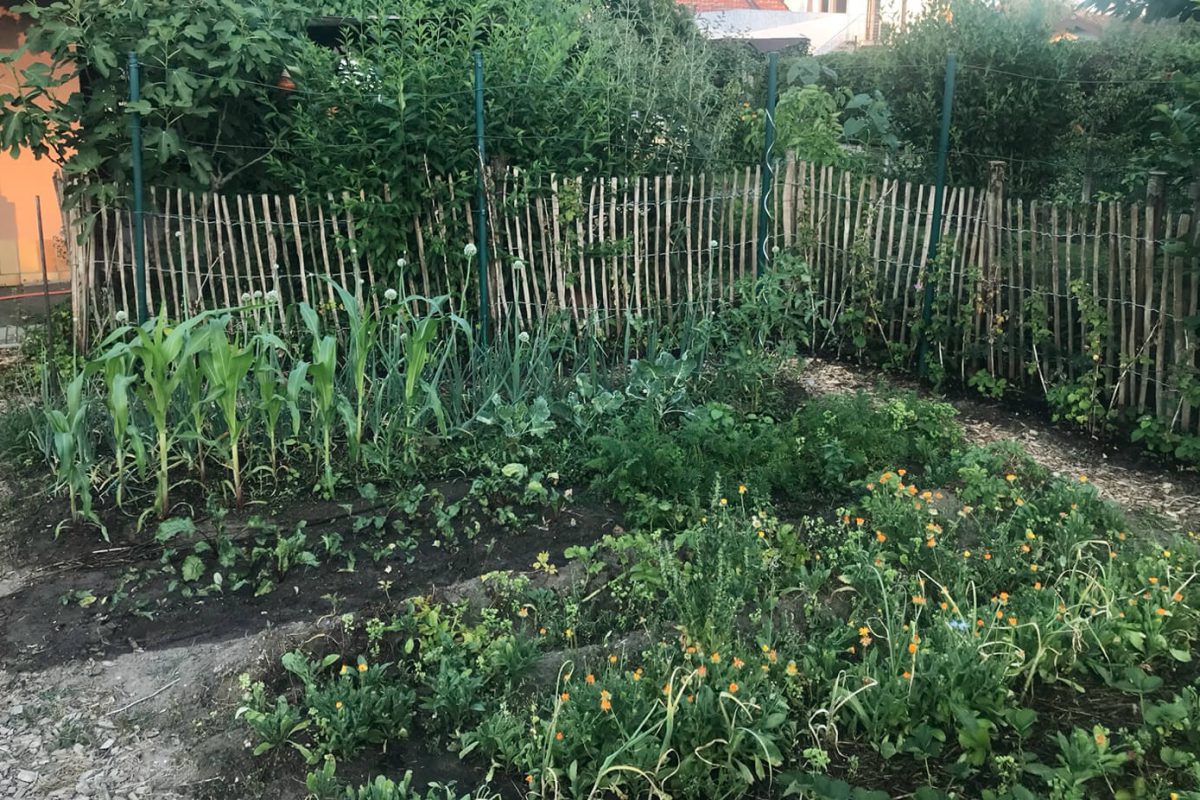 gemuesebeet_franz_garten