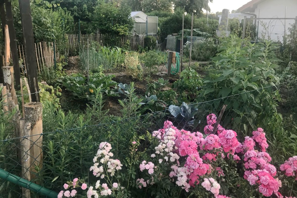 gruener_gemuese_garten-mit_blumen_im_vordergrund