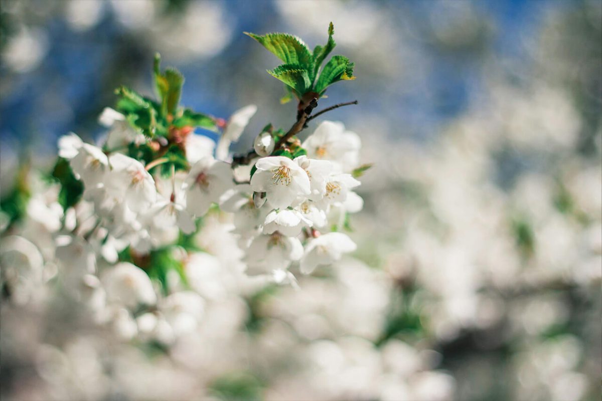 nahaufnahme_apfelbluete