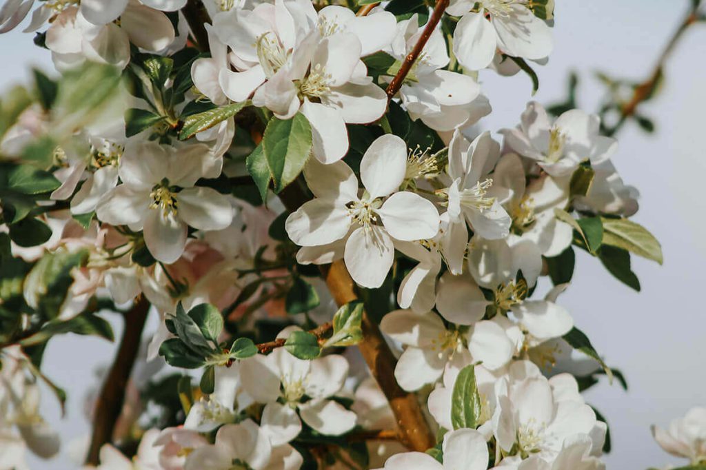 nahaufnahme_weisse_blueten_baum_3